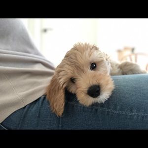 Meet your Posher, Liza